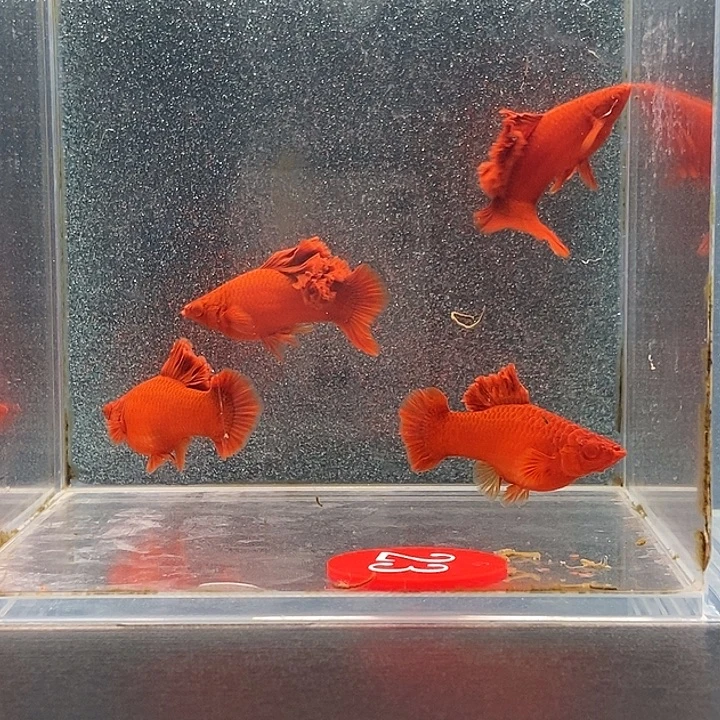 用***0红剑鱼2公2母扇尾鱼