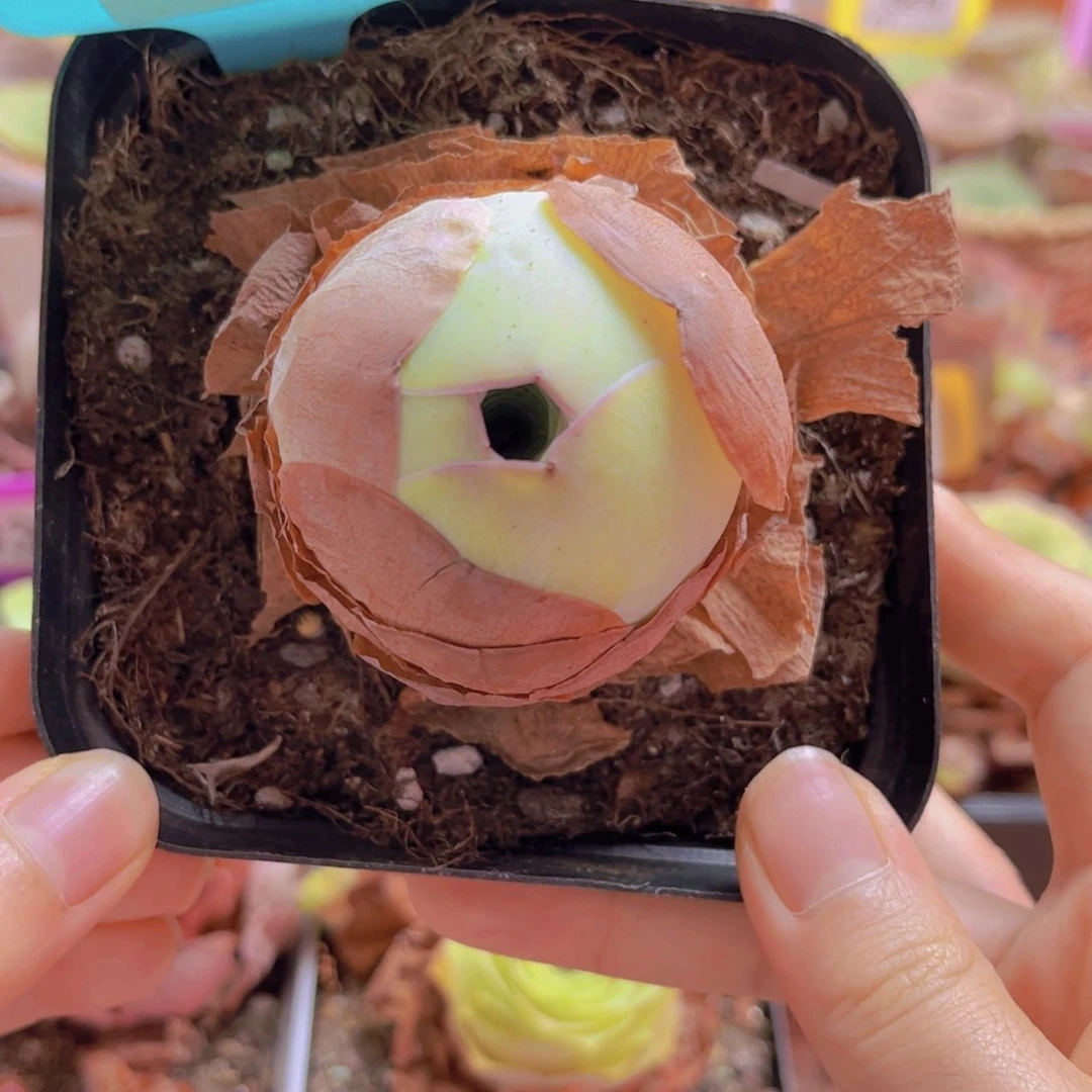 083山地玫瑰粉色