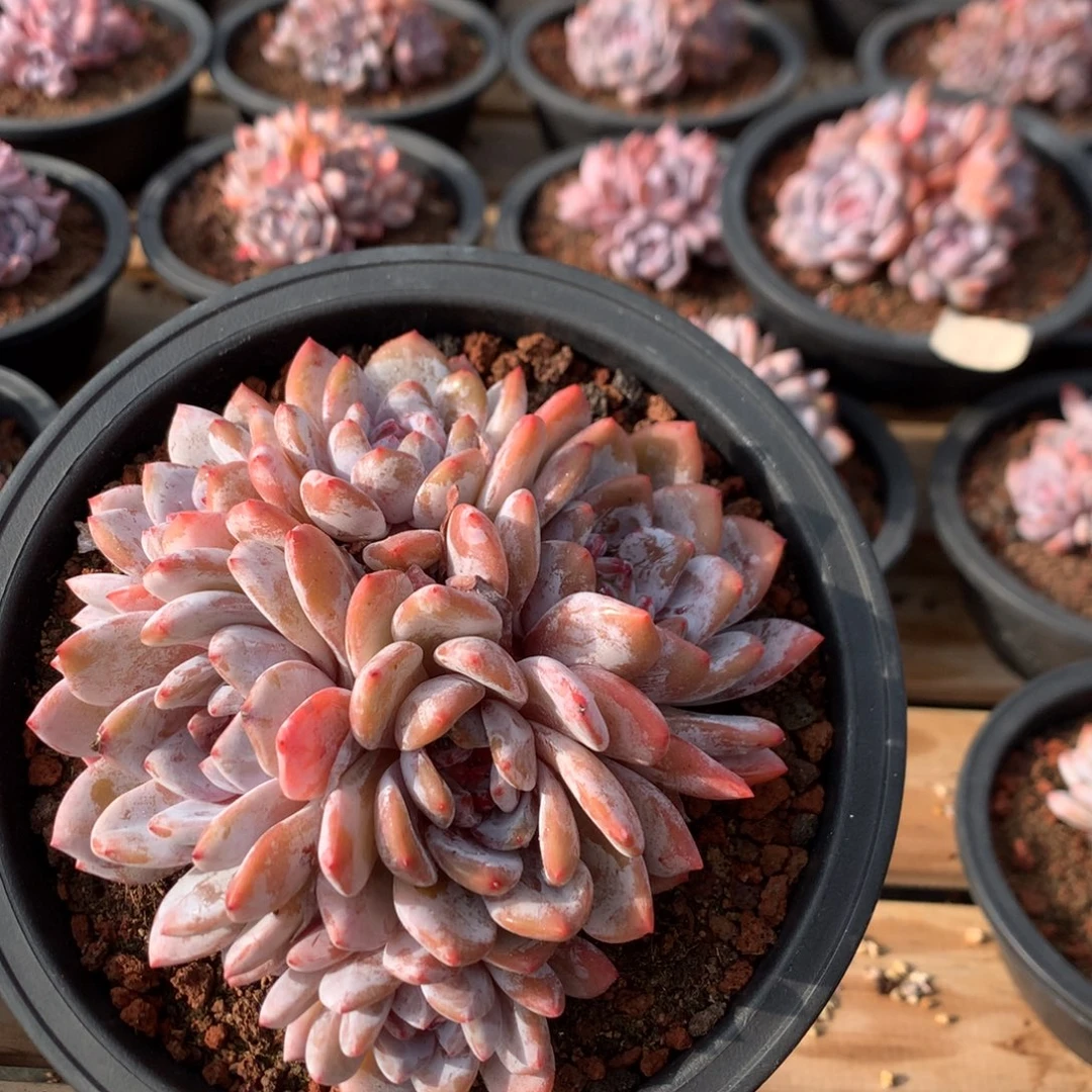 15厘米六头有砍溏心星影 5596