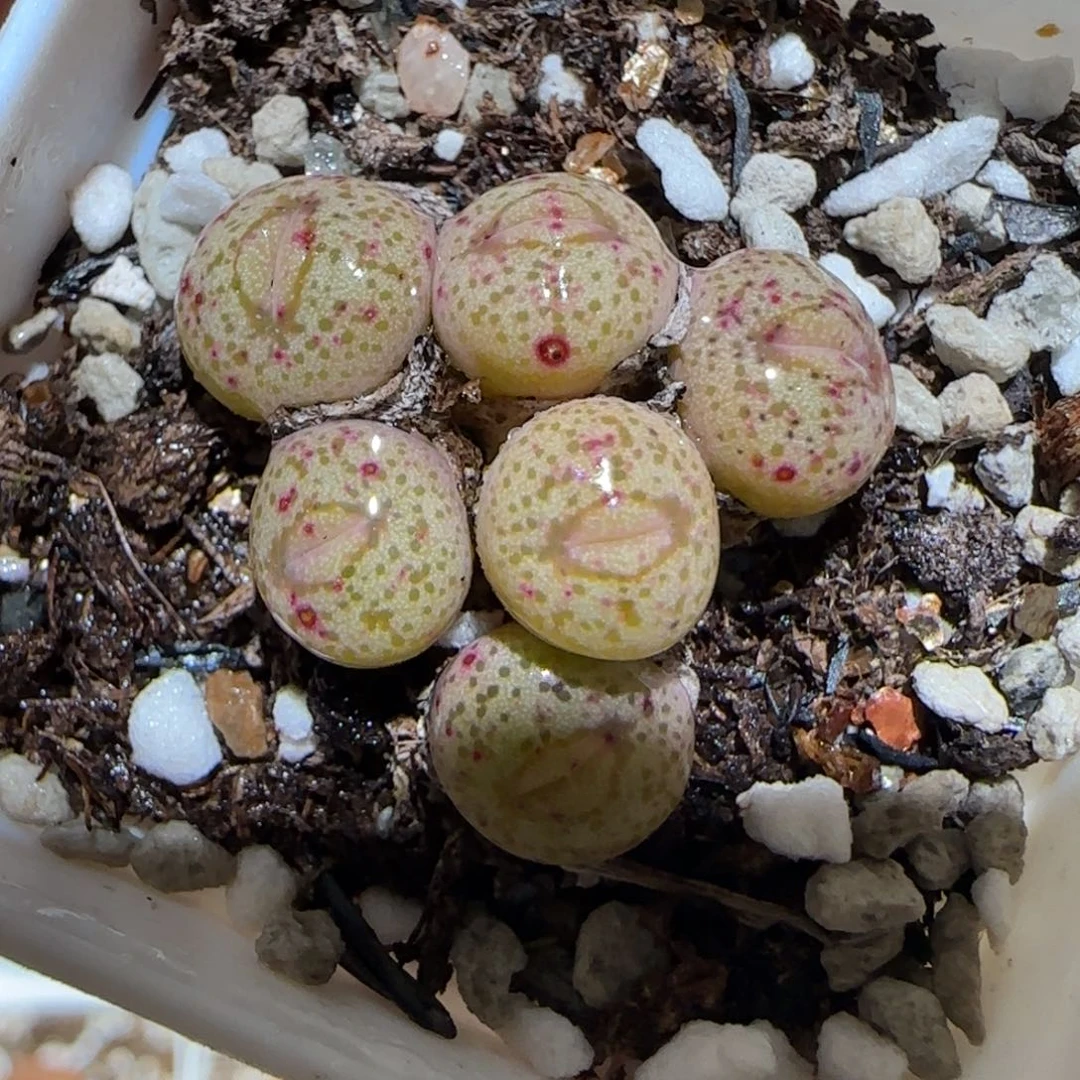 肉锥多肉植物百科4-255