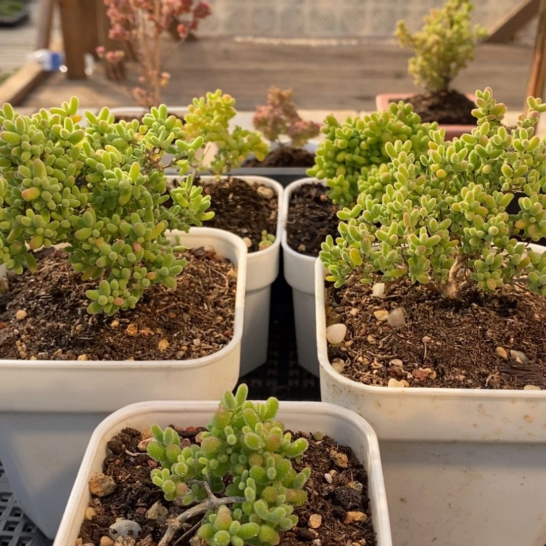 枝干番杏多肉植物058