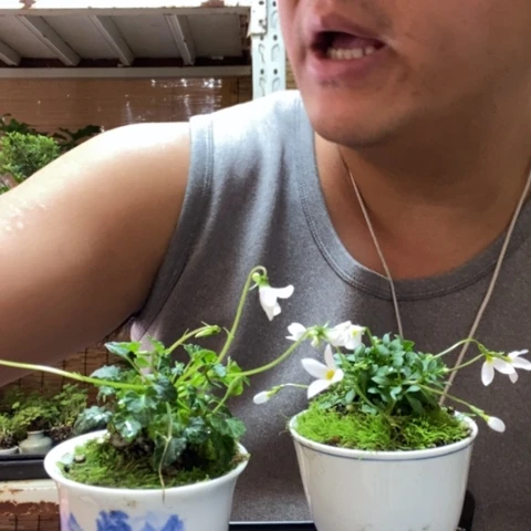 红陶一物一拍所见即所得43