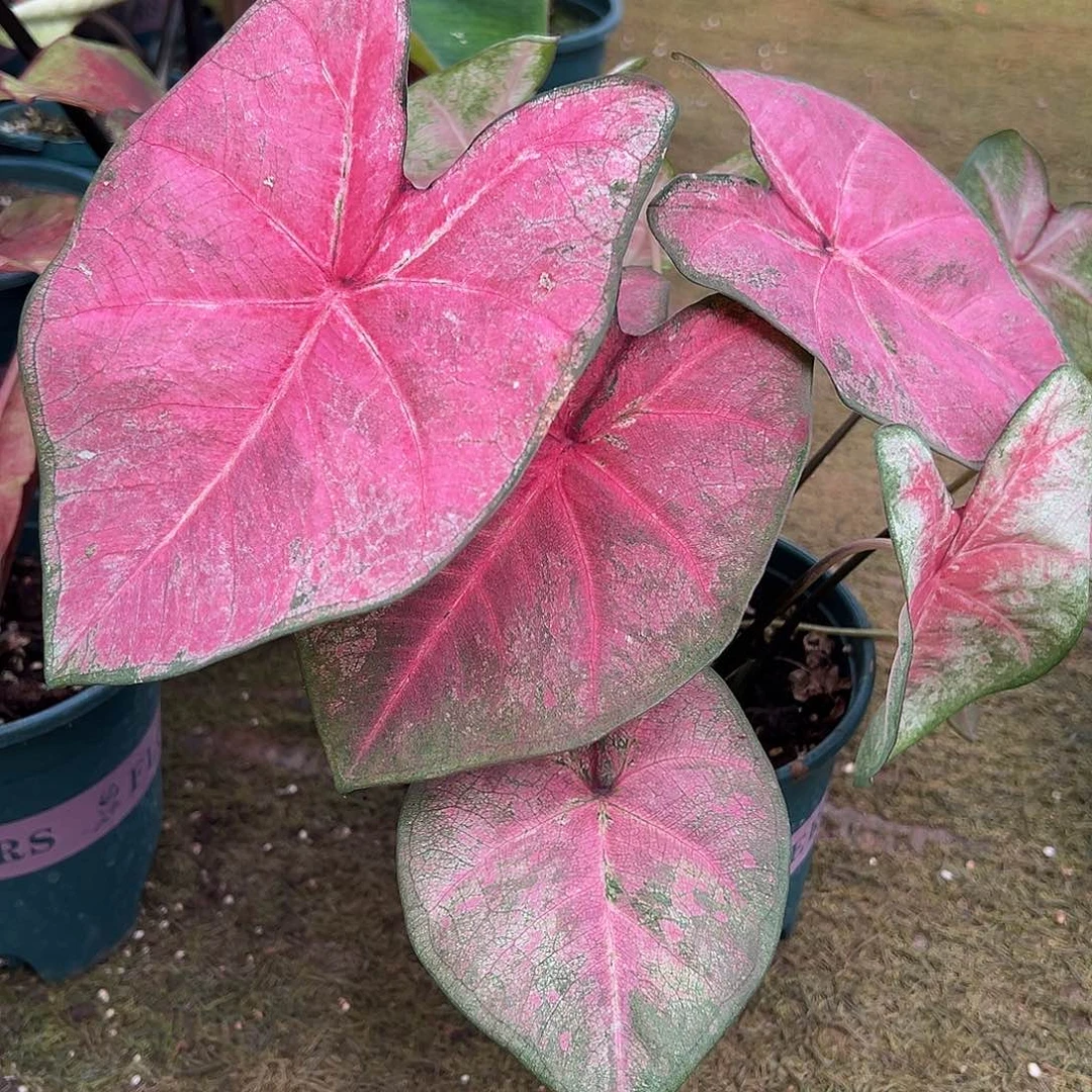 无花朵丝绒蝴蝶泰彩养定11