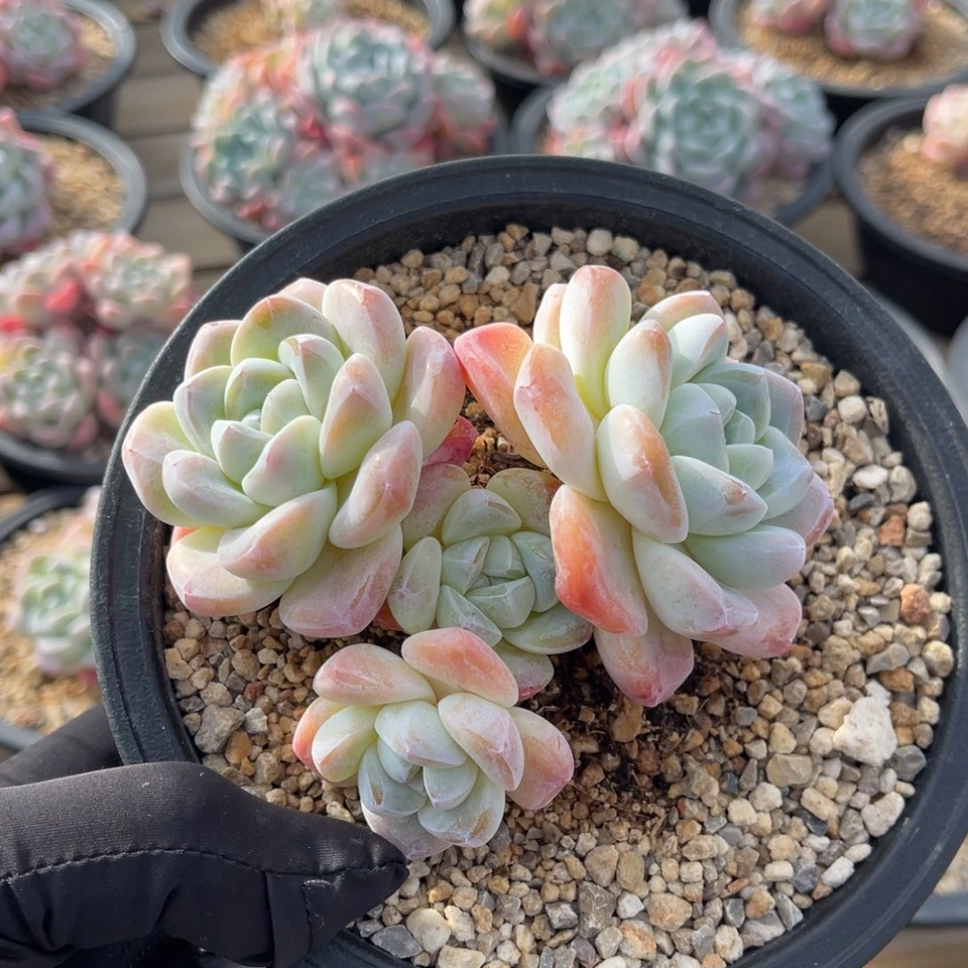 一物一拍满68包邮