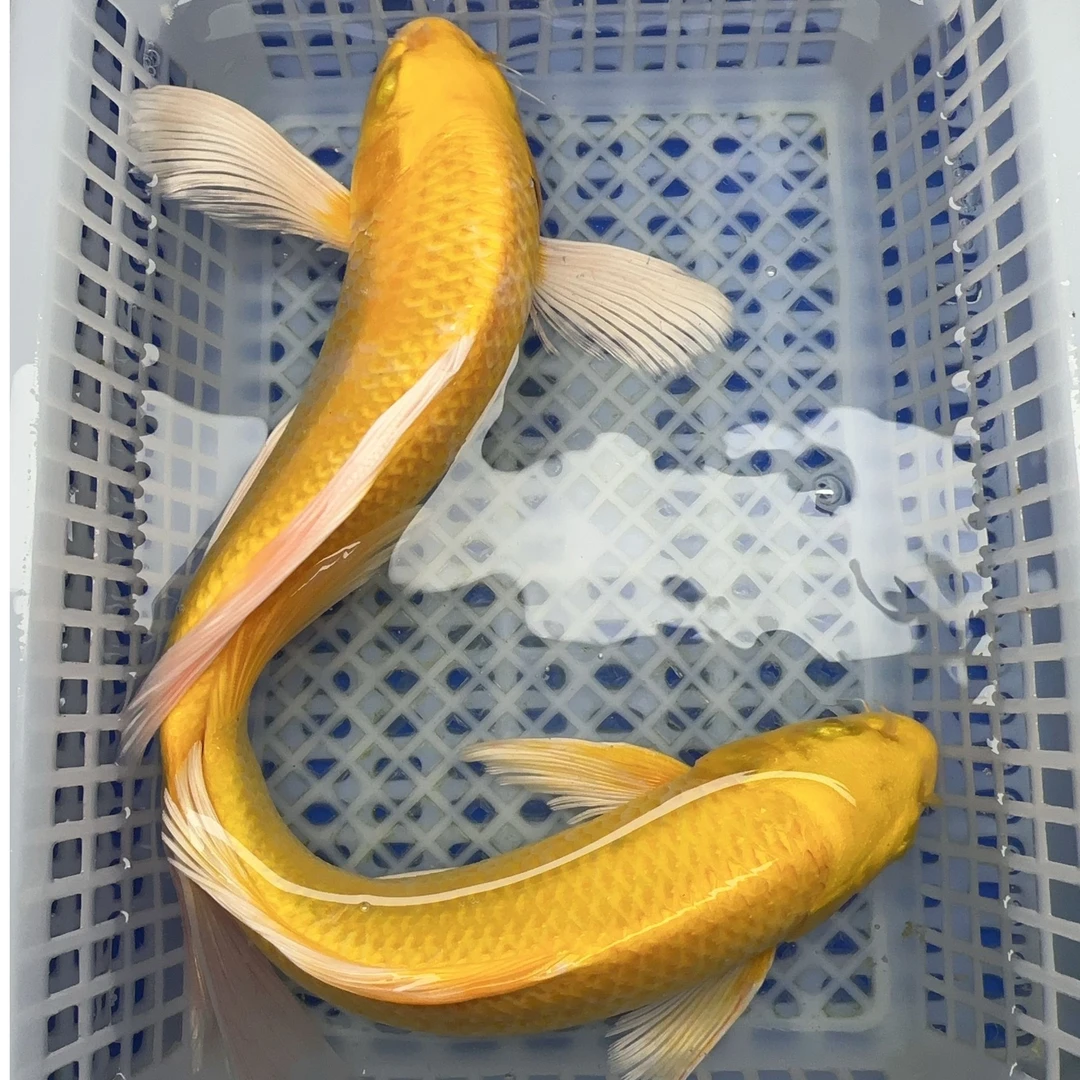 12号【大黄金锦鲤2条】20-25公分 冷水观赏鱼好养耐活