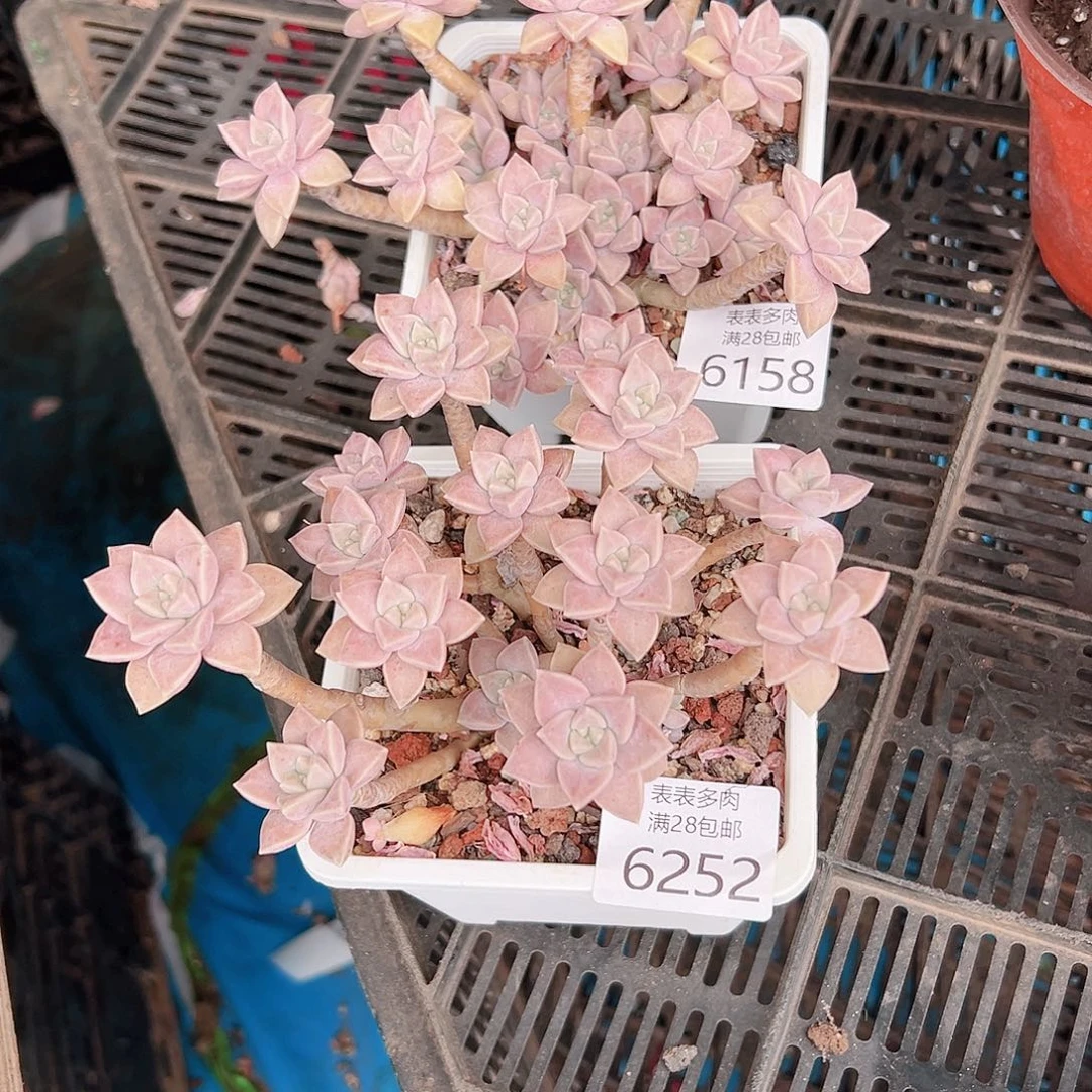 无花朵菁*多肉一物一拍6158.6252