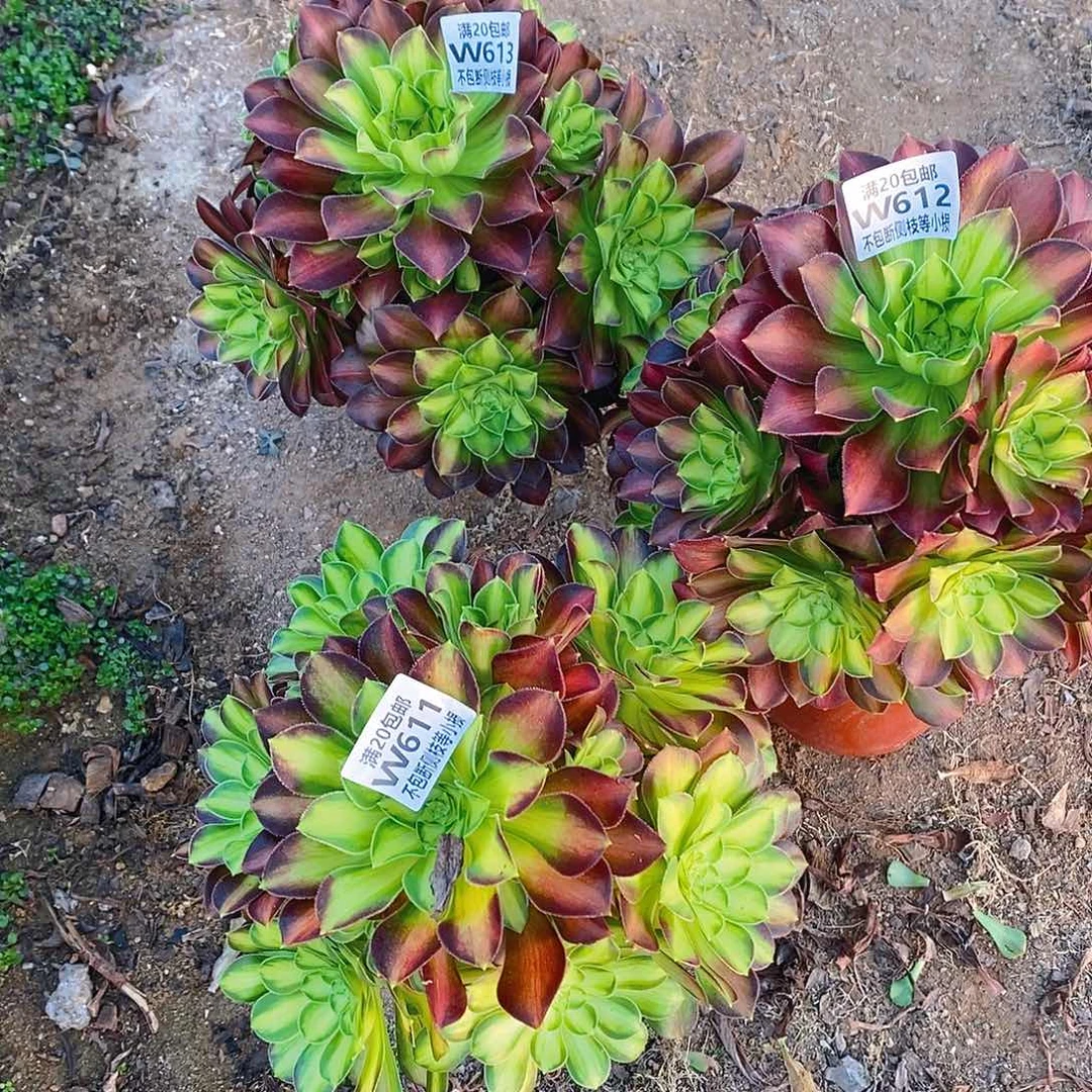 611-613韶华老桩多肉量拍