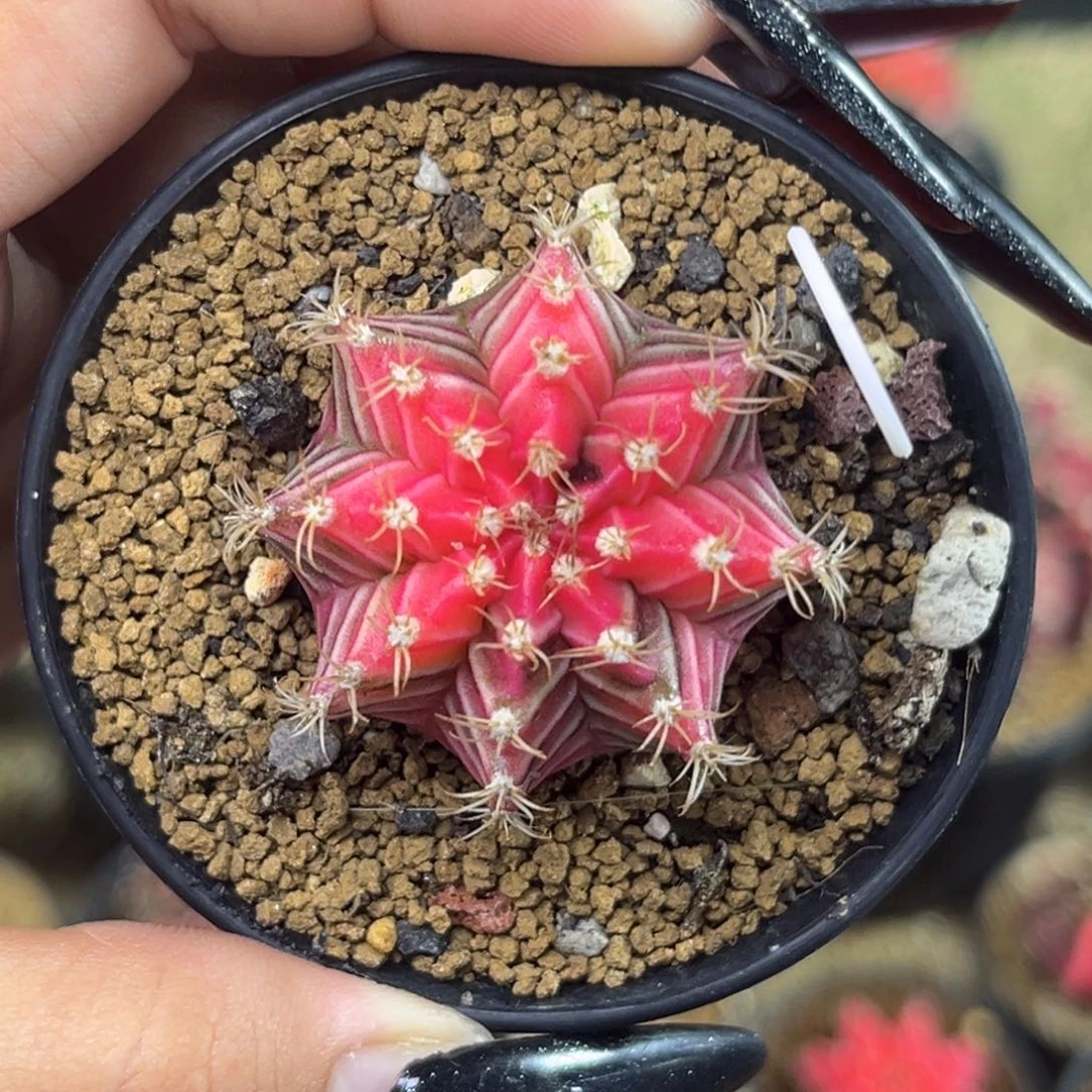 1110 水晶米哈锦 带盆土发货
