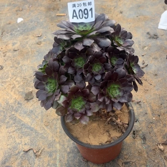 091黑魔法师不包断枝