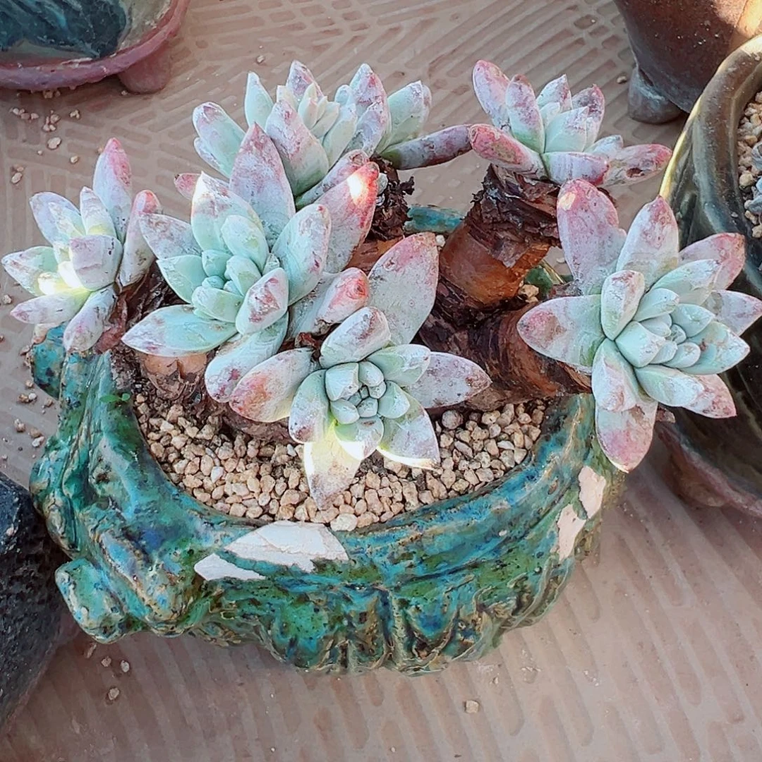 9124流丹拇指仙女杯