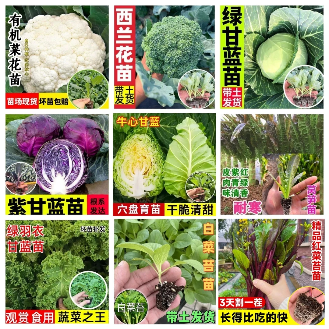 白花菜苗红白菜苔西兰花苗紫绿甘蓝苗雨衣牛心甘蓝苗莴笋自由搭配