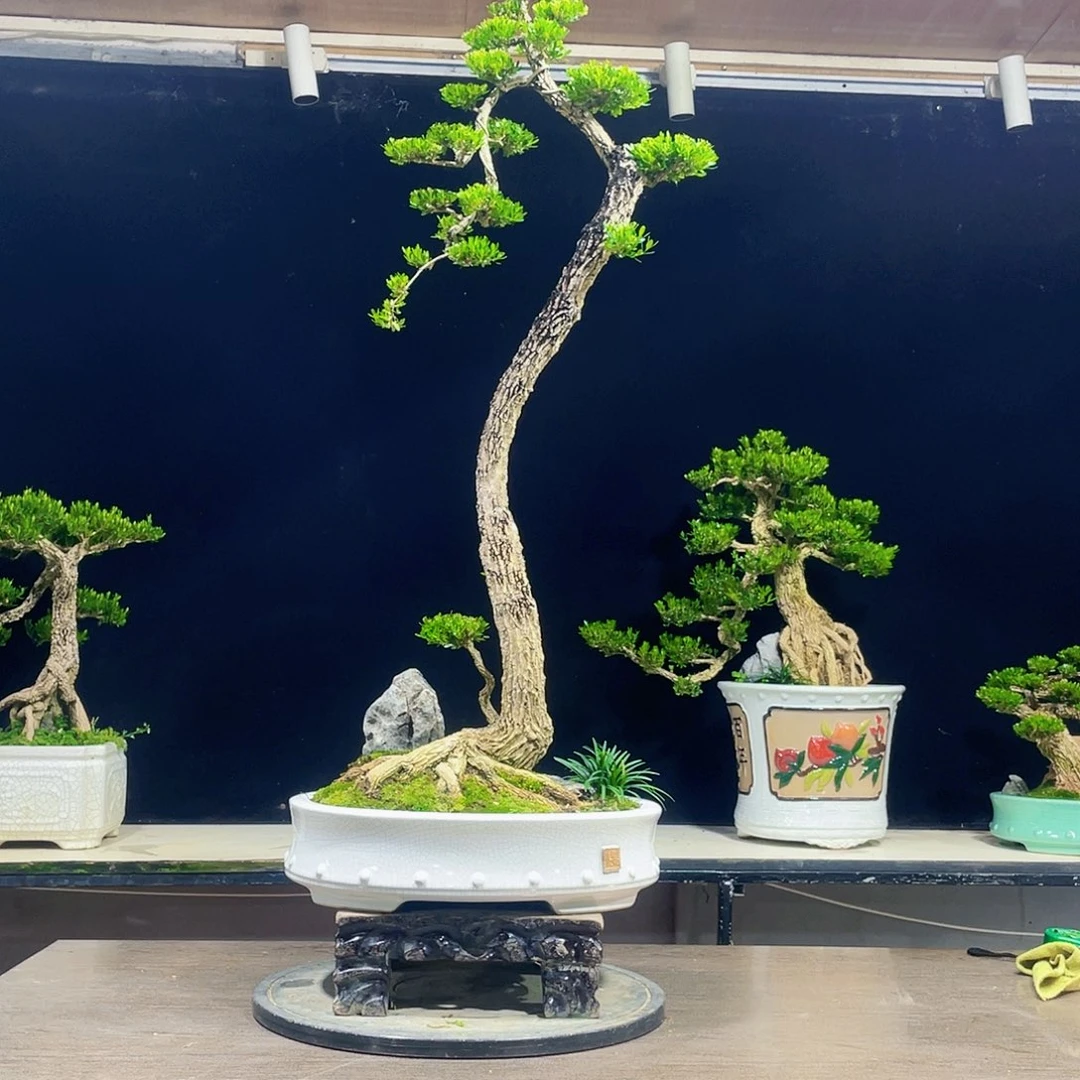 完全开放动**车黄杨盆景四季常青