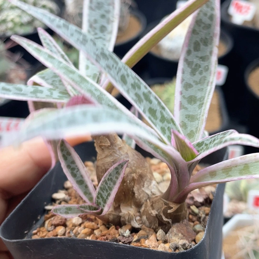 实生优点百合锦 脱土包邮