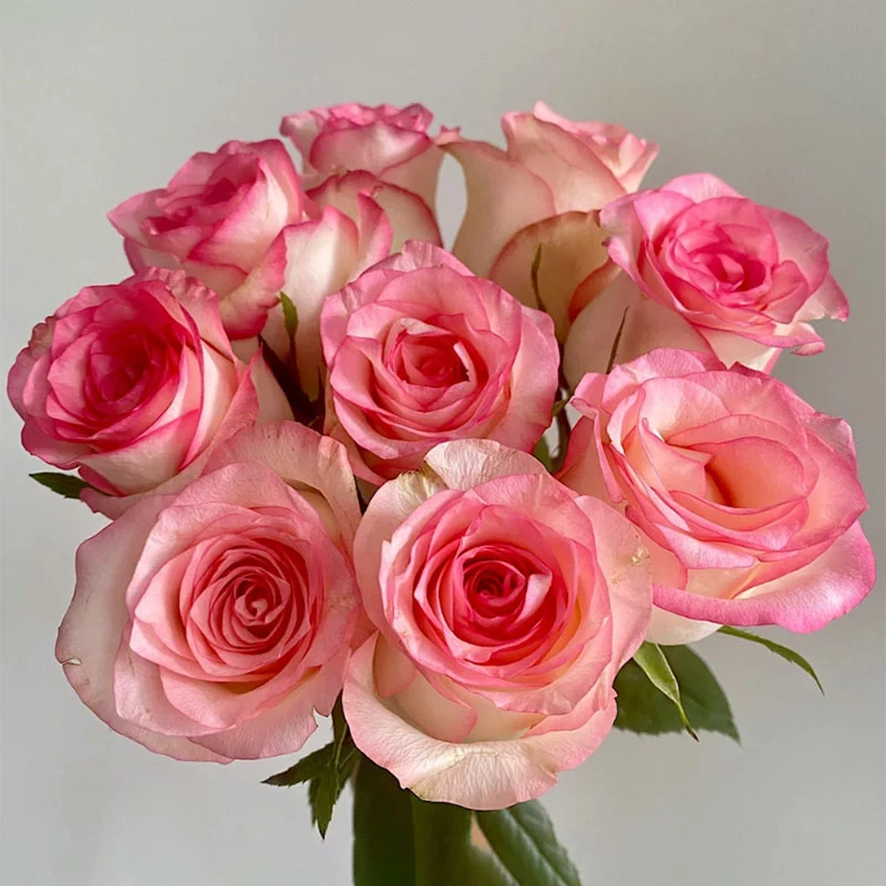 【情人节送礼】艾莎单头玫瑰10支家庭用养花云南鲜花园艺插花鲜切花