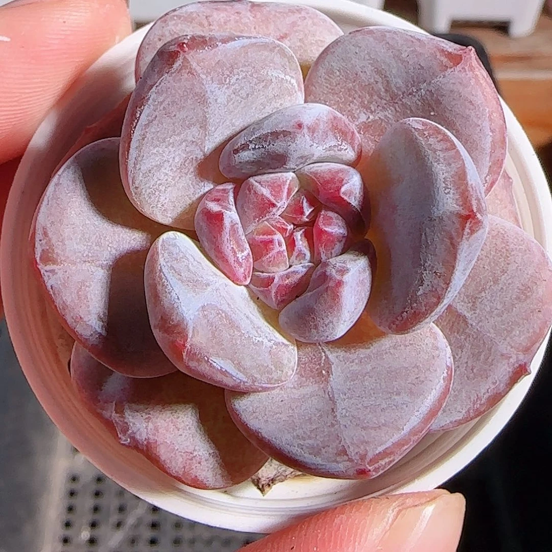 多肉1105--16石榴籽星影