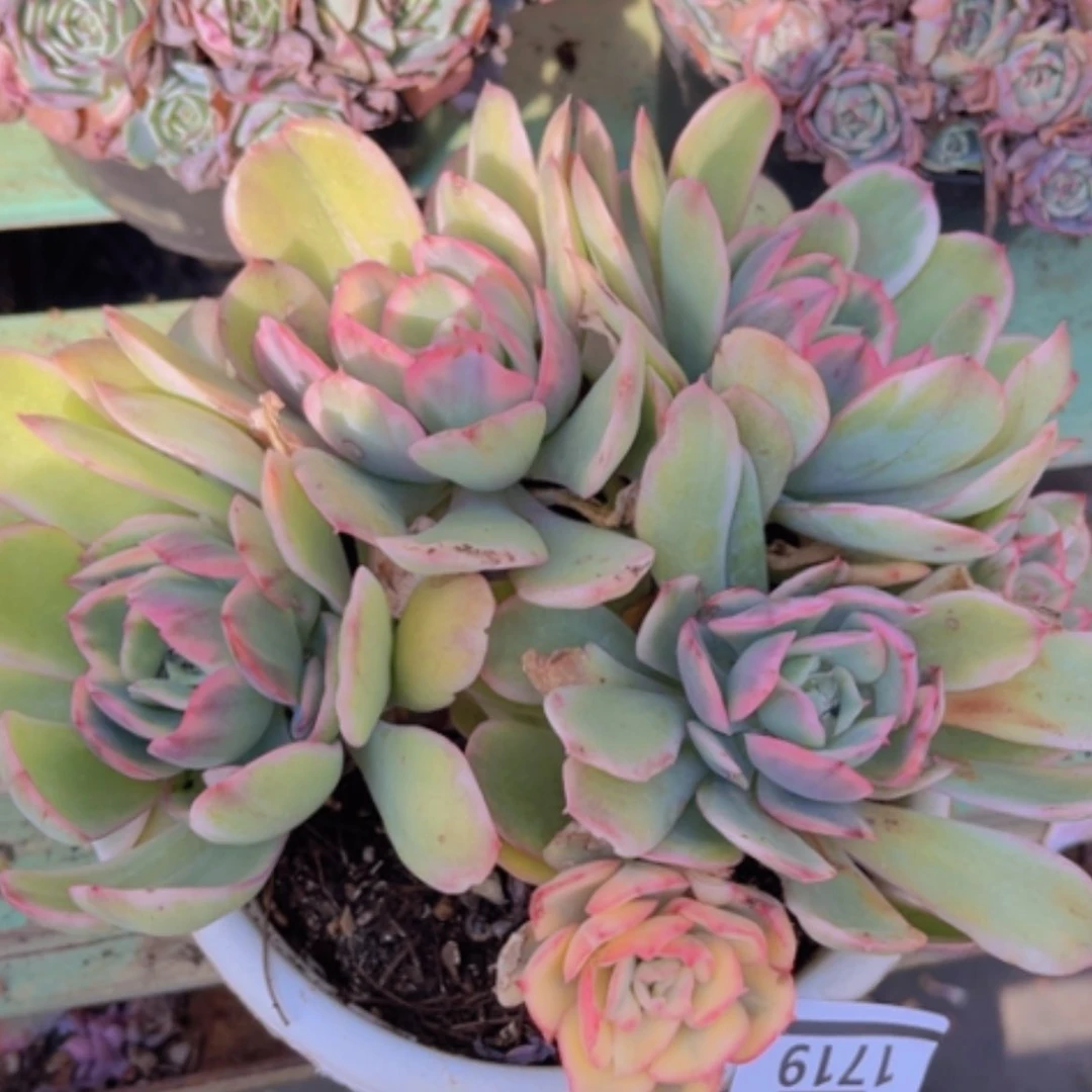 【闪购商品】绮罗锦1719