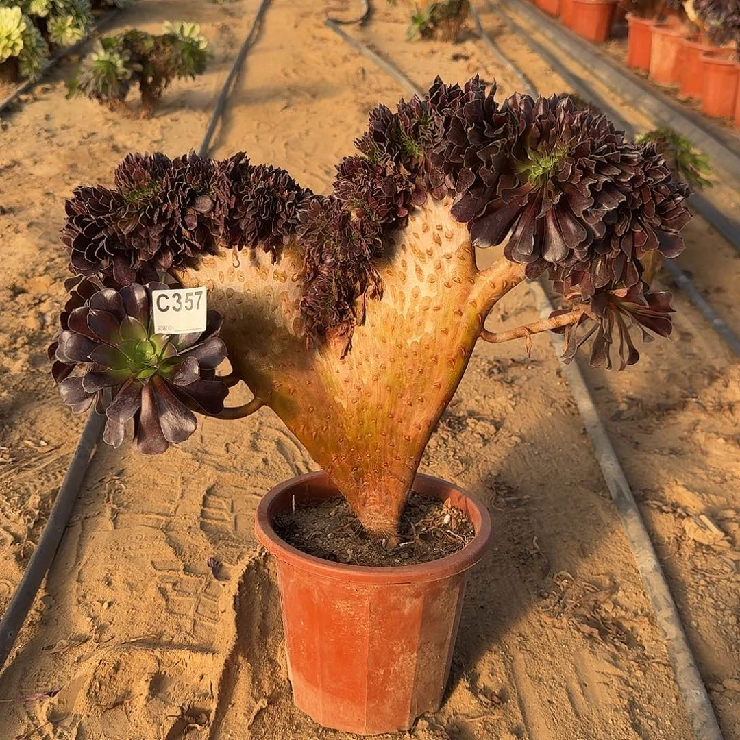 357欧紫一颗呀呀呀呀