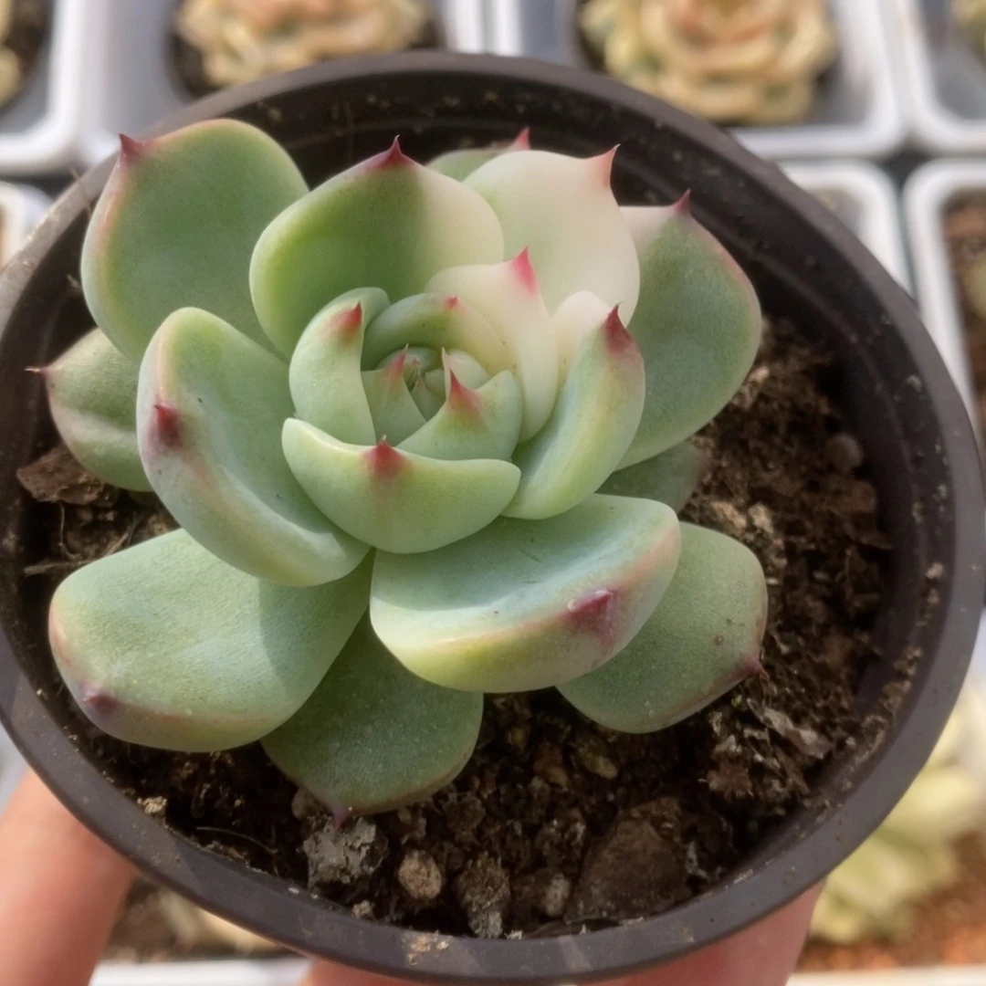 762锦锦锦锦锦锦锦锦