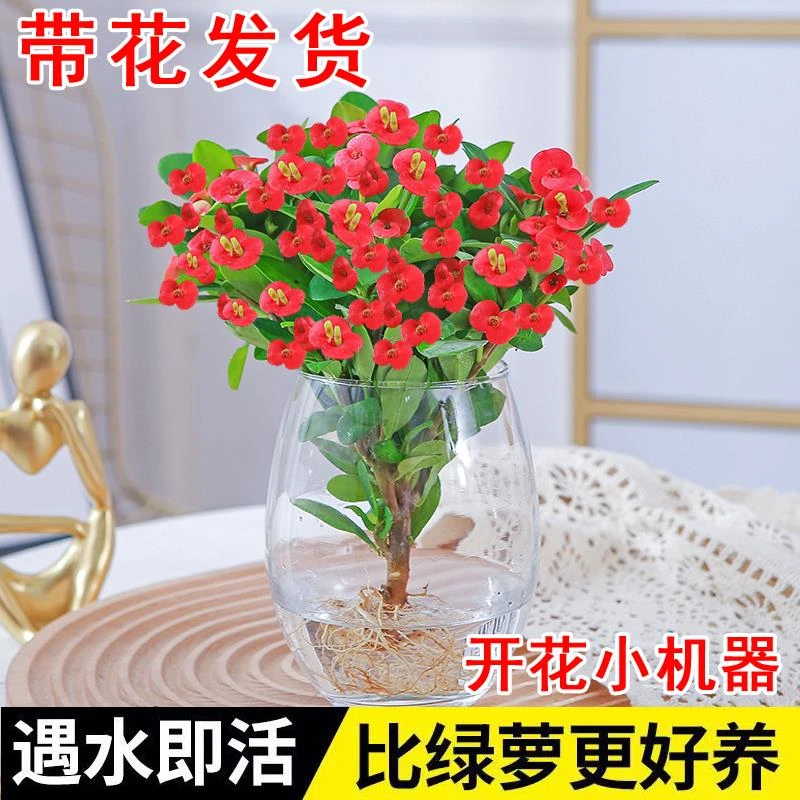 铁海棠盆栽大花虎刺梅老桩水培盆景办公室内多肉绿植物四季开花卉