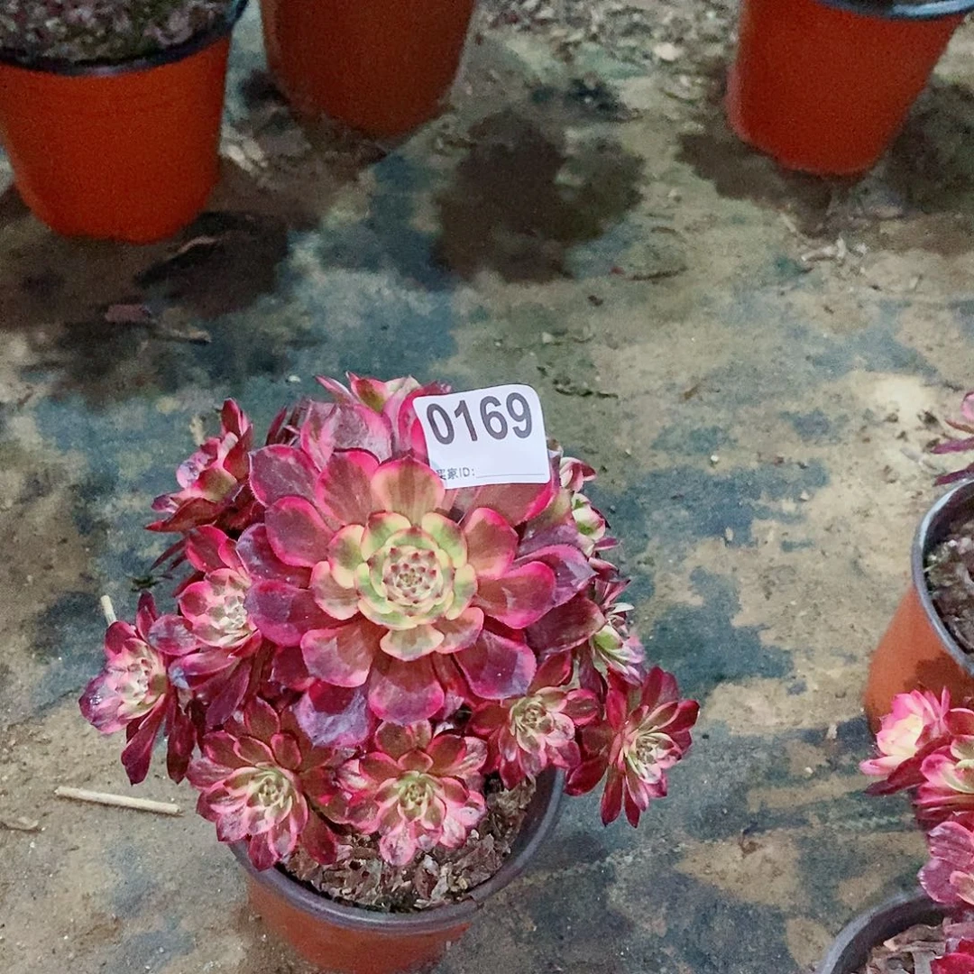 敏*杨烟花0169多肉1111小棵