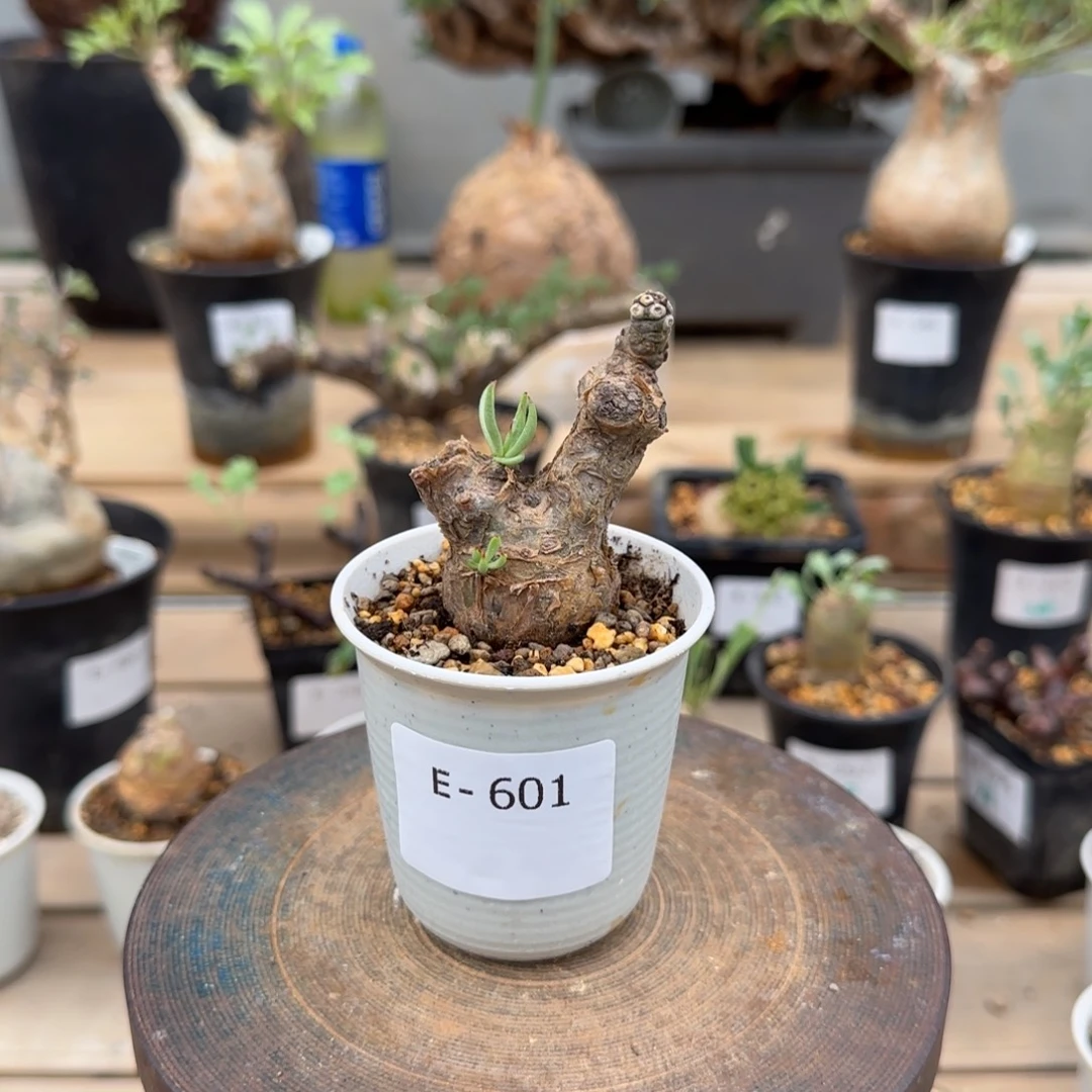 601白象奇峰锦块根植物