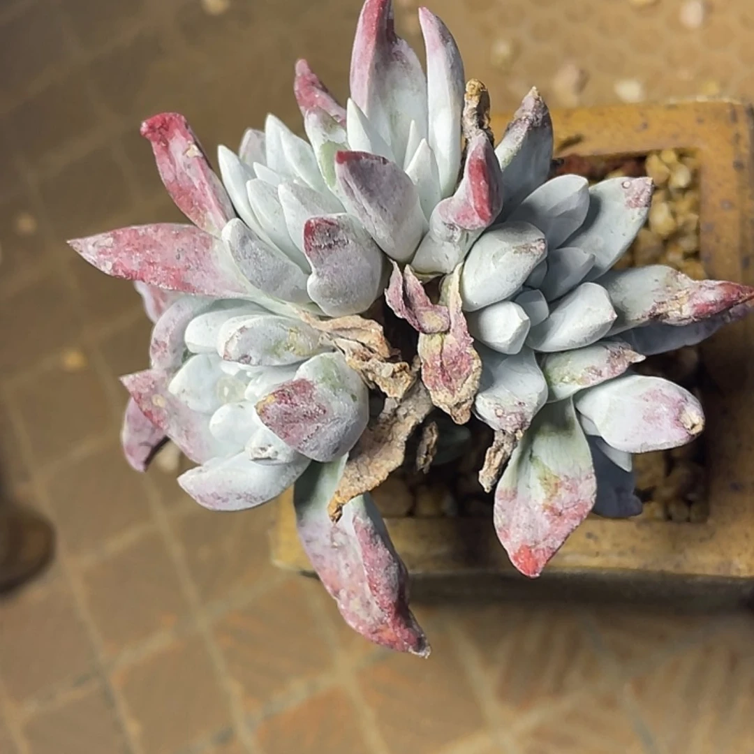 【闪购商品】除霜苹果叶