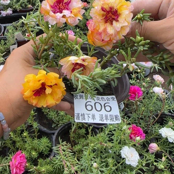 无花朵606超小苗盆口10cm