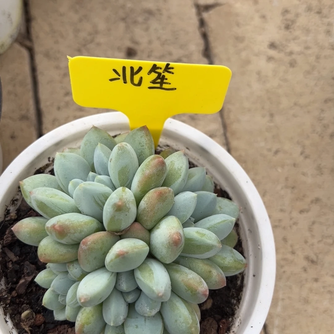 北***笙我是花卉专用车司机