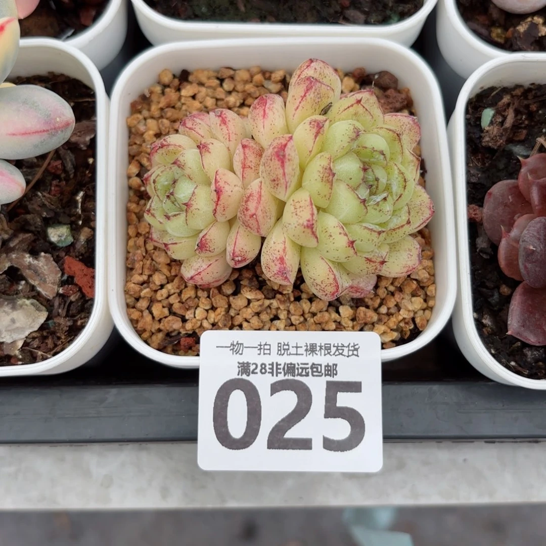 赤水晶无盆土发货