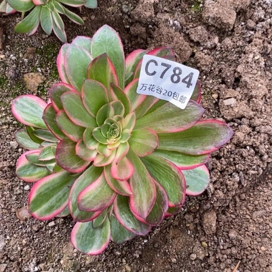784黑魔锦多肉植物