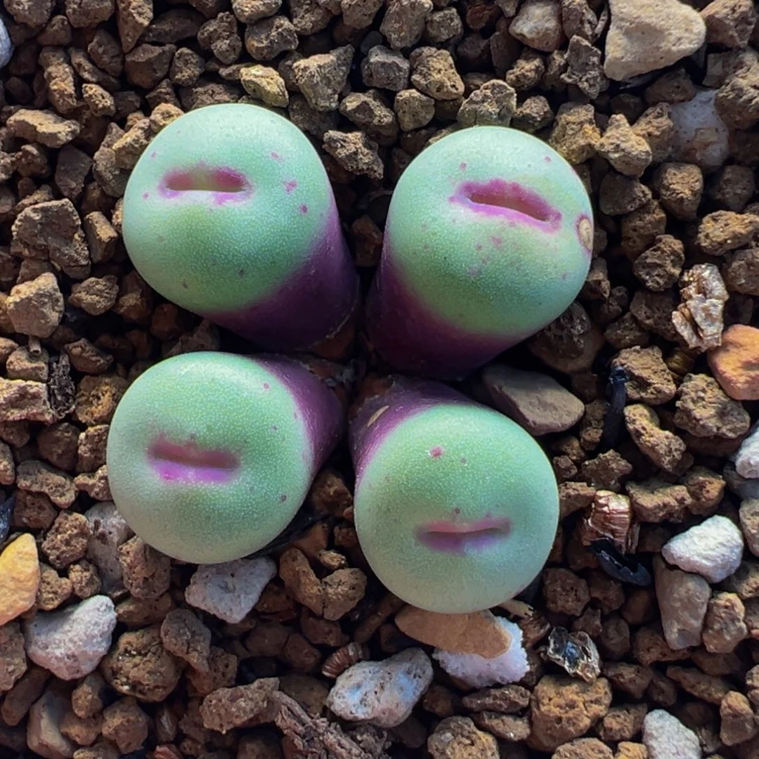 258多肉植物种类和