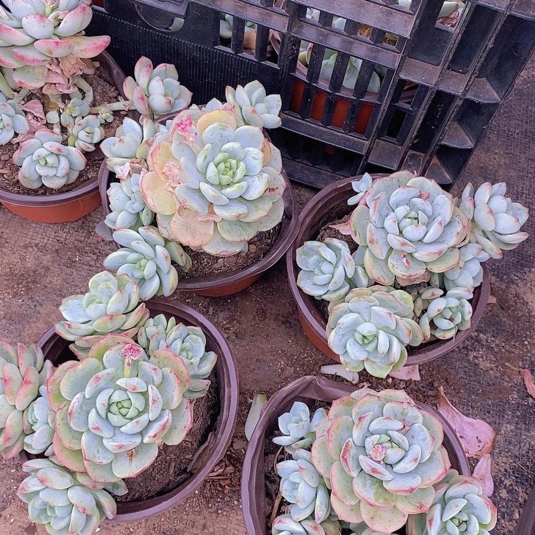 多头群生香草两盆