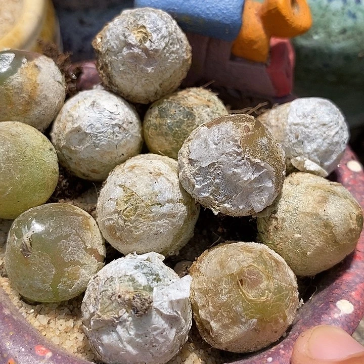 22511大灯泡一颗