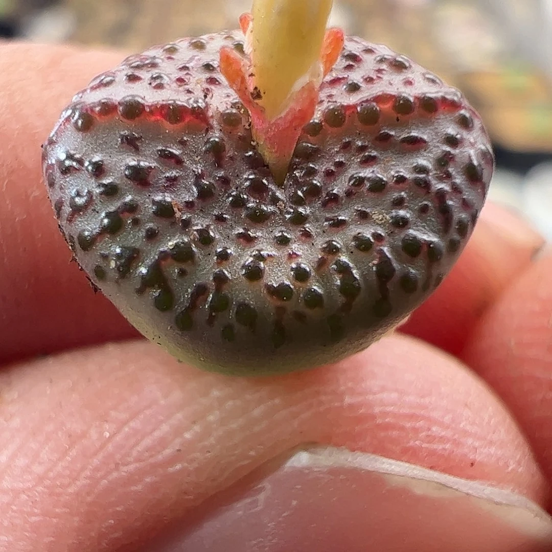 一物一拍匈牙利种源1452.62火龙果安贞677