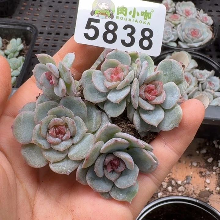 多肉植物多肉植物