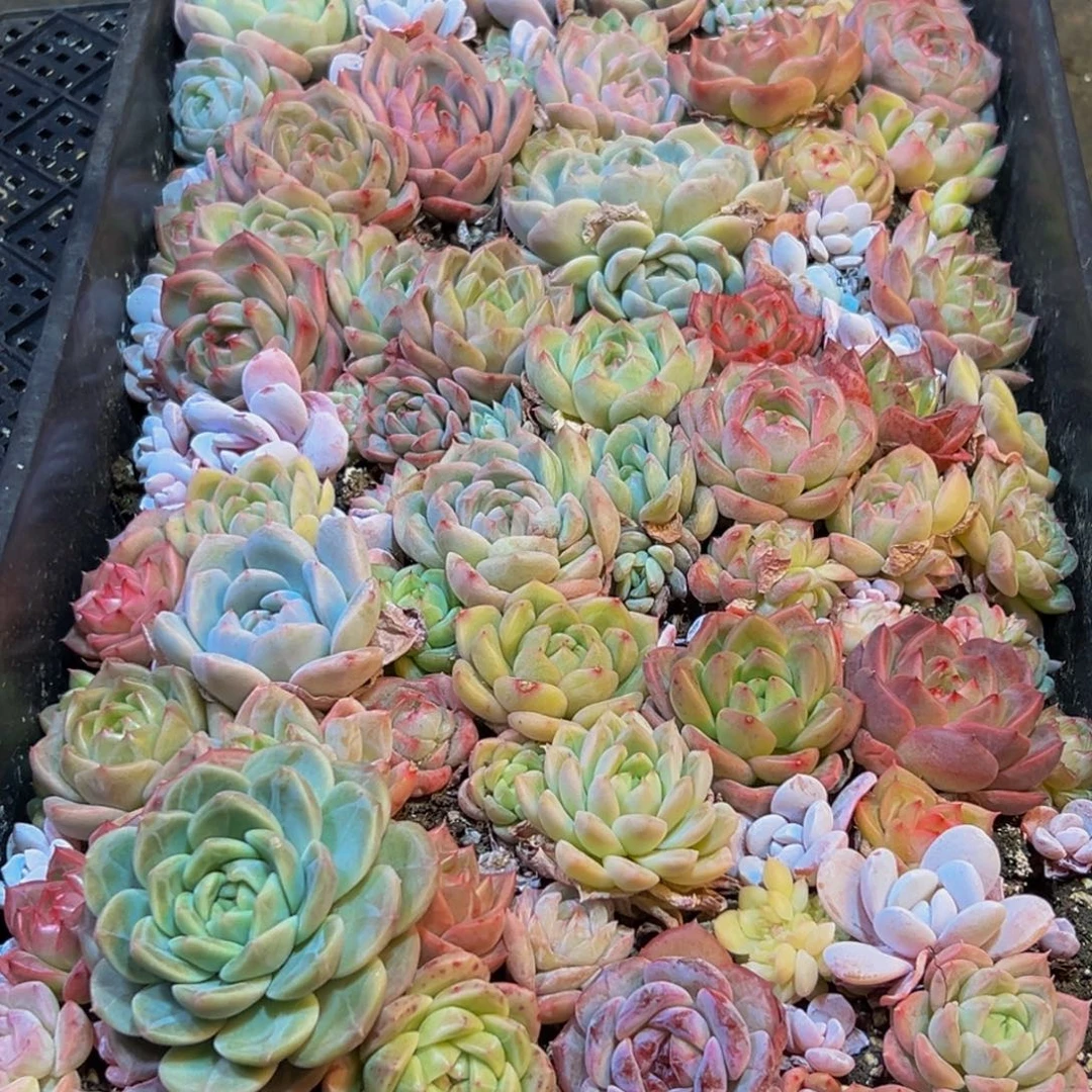 635多肉葡萄的味道是真的