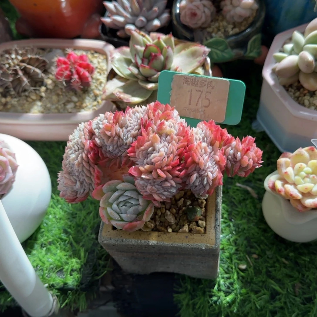 成***厂多肉植物胭脂贝瑞兑化