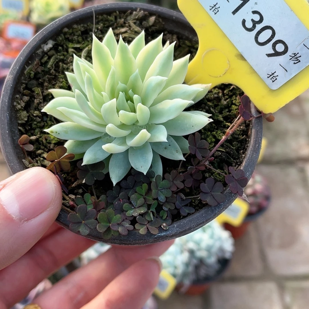 【闪购商品】1309号