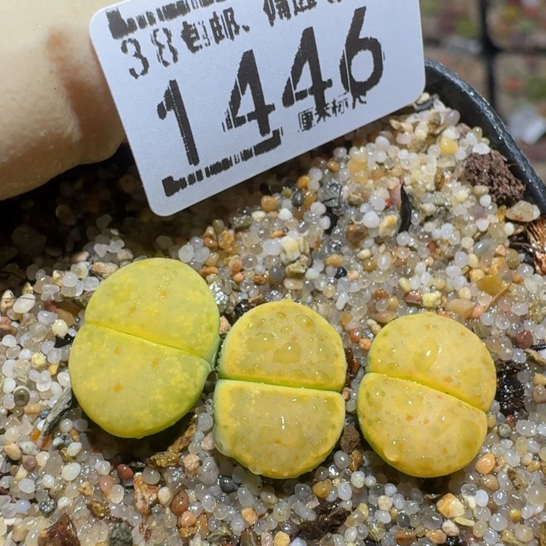 zzzzz精品生石花1446