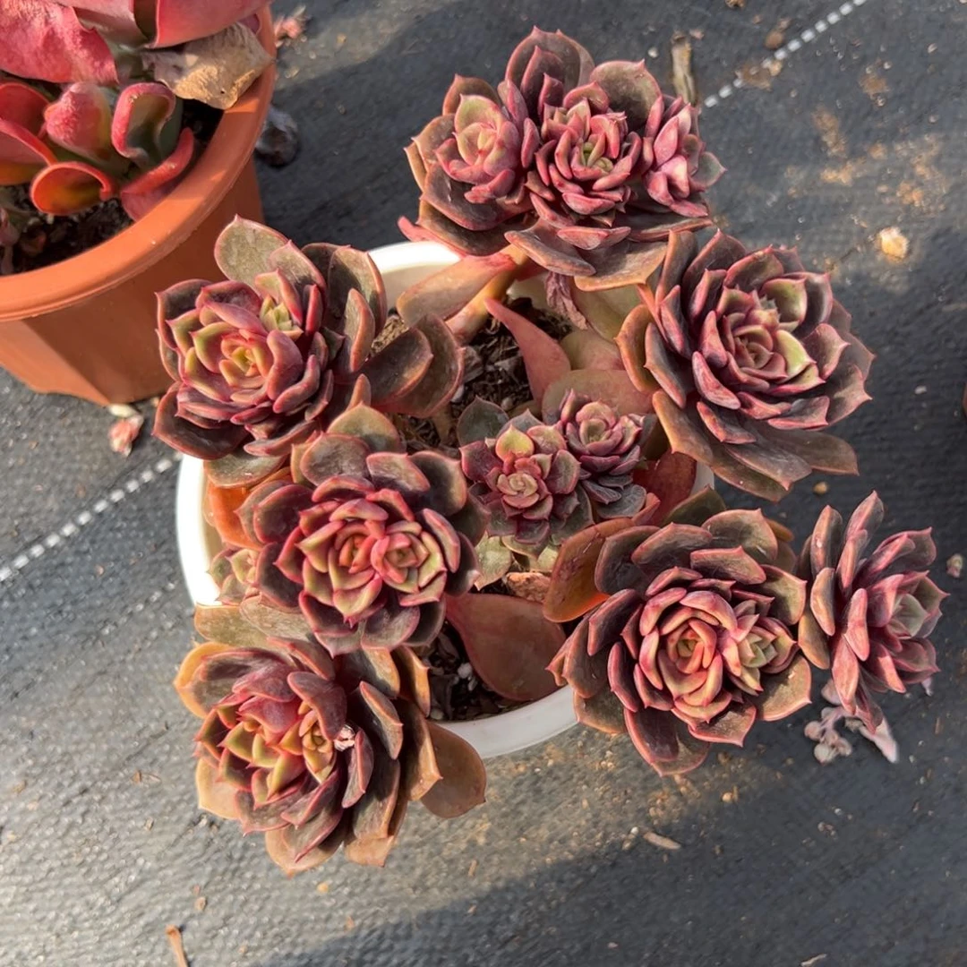 多肉大红袍【非偏远满18包邮】