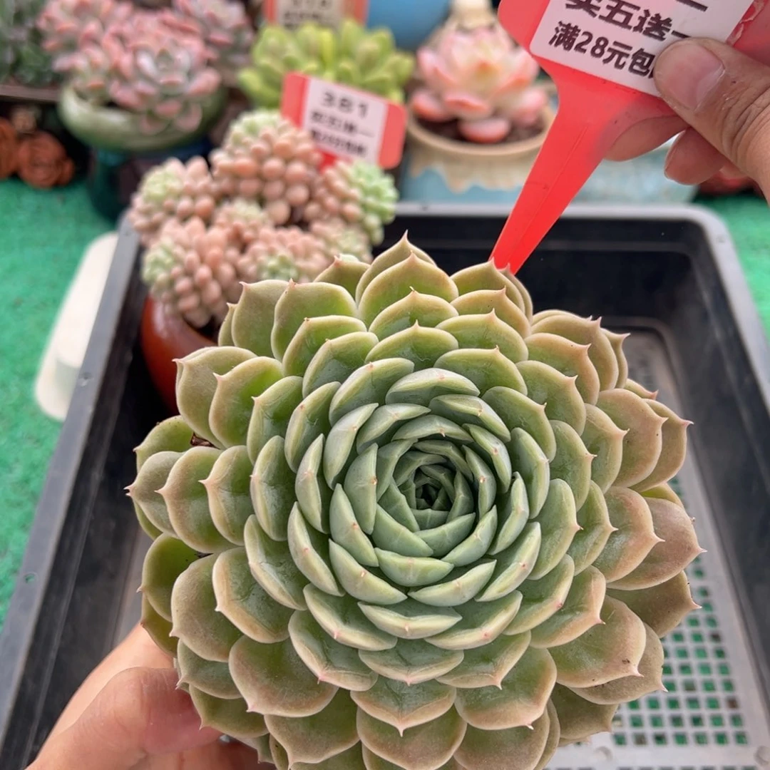 表妹精品多肉植物382.
