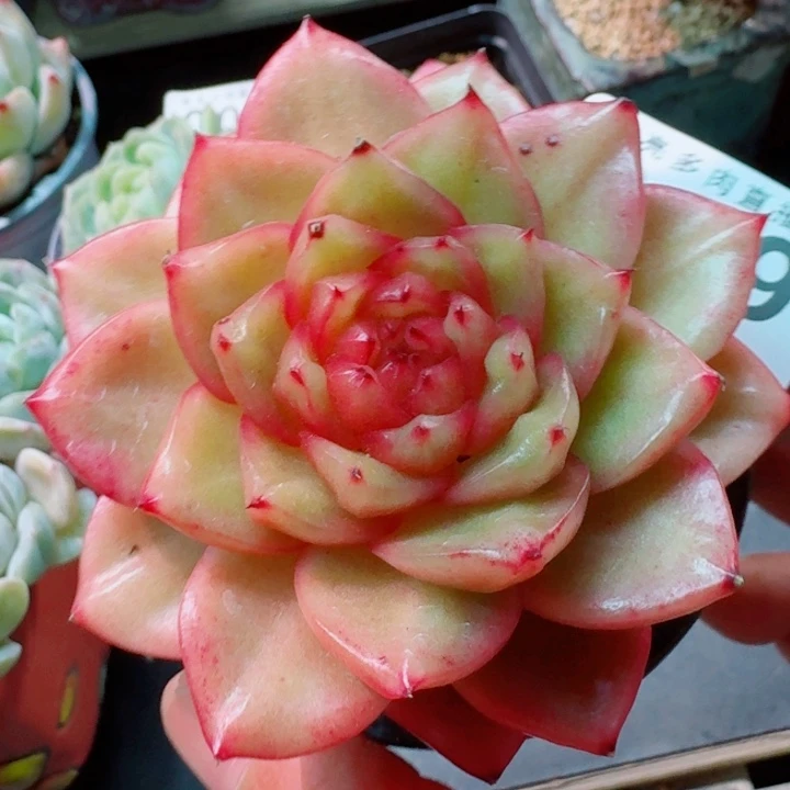 他糖心珍妮         精控精养多肉植物