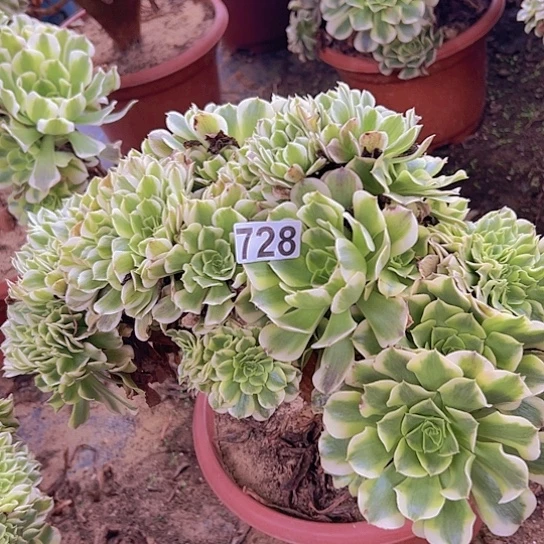 相***沫多肉植物一个有伤