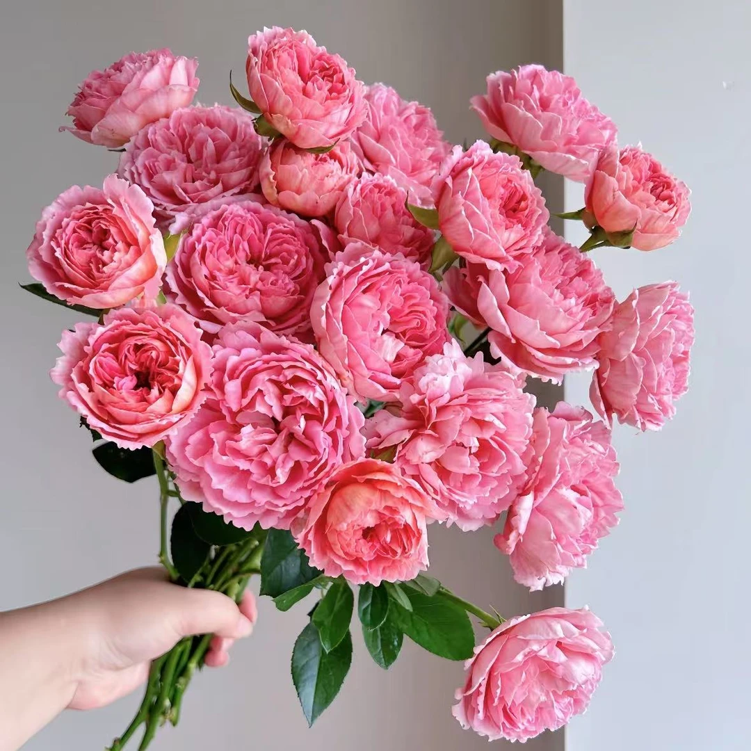 【植迷不误】织锦多头玫瑰 居家插花云南鲜花 基地包邮直发