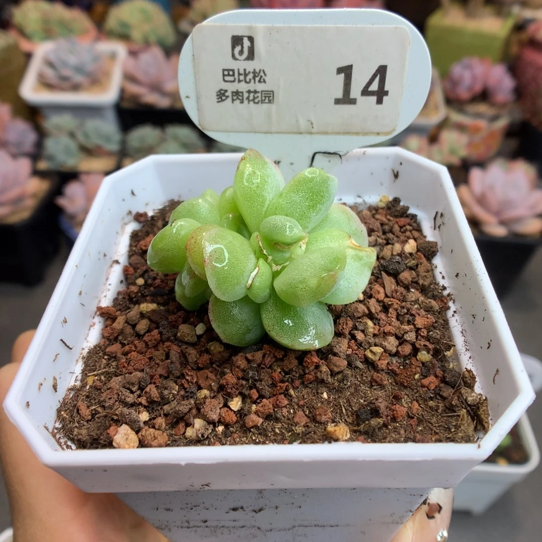 14三头冰玉石化多肉植物