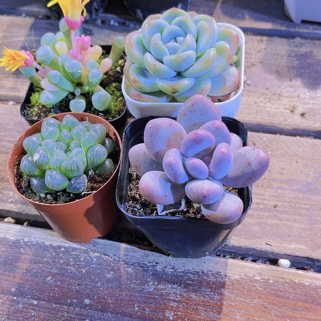 五十铃锦。姬雨露桃美人。冰玉