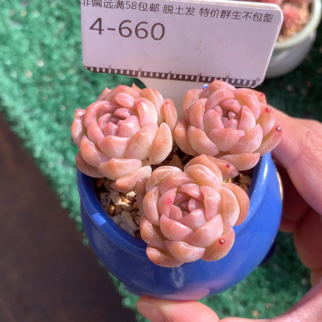 珍妮老桩精品多肉