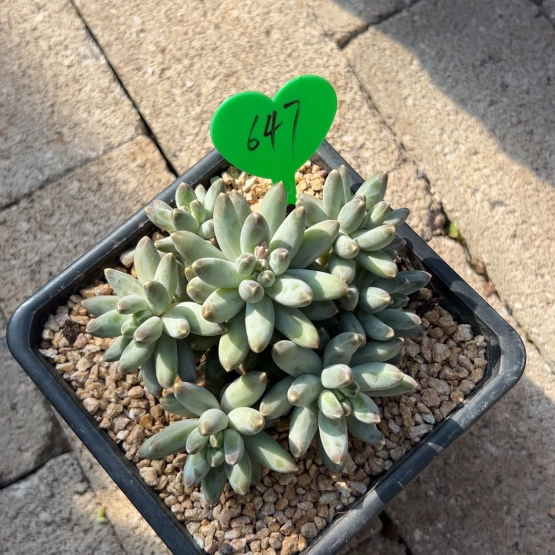 朝*姐多肉植物一物一拍