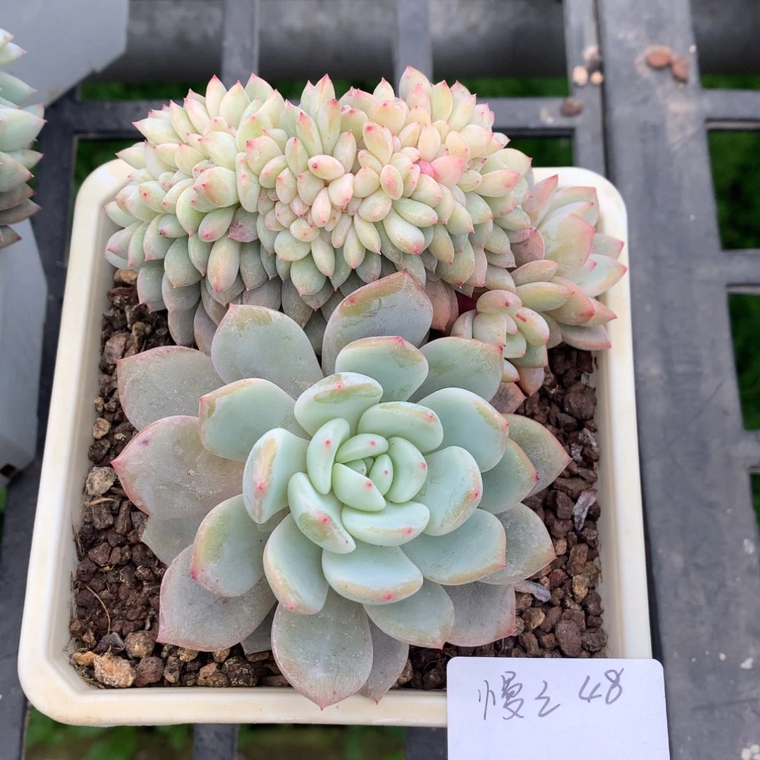 橙子缀化48（慢慢