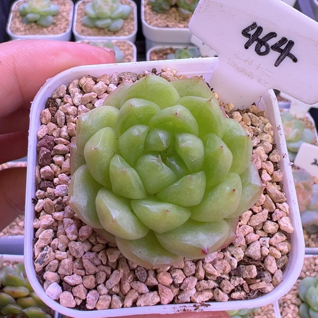 464号青苹果 晗雨多肉